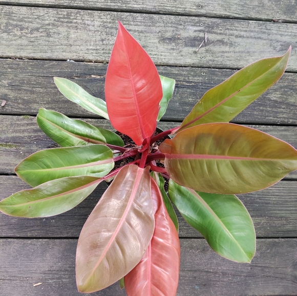 Propagation wall vase with mounting wall holder - Picture 9 of 9